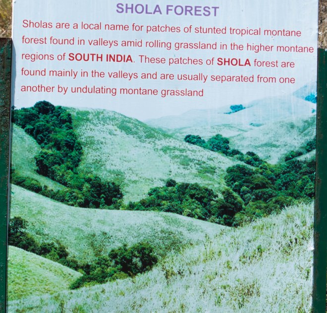 Shola forest- Mannavanur